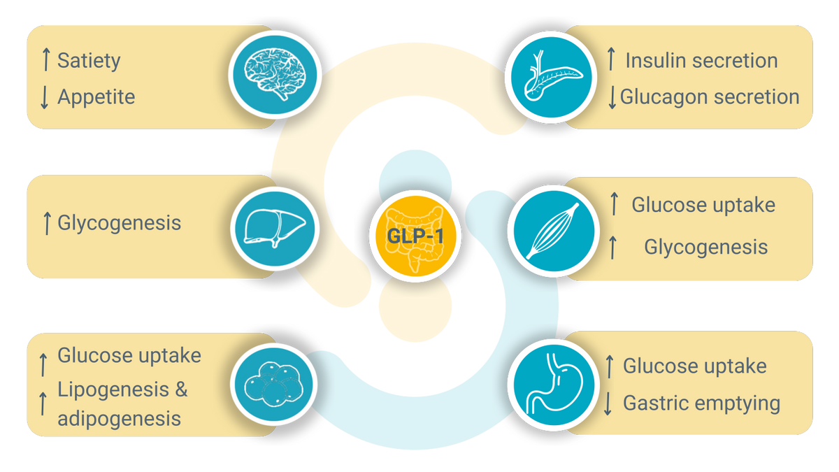 What are metabolic Disorders and why are Prebiotics the preventive tool?
