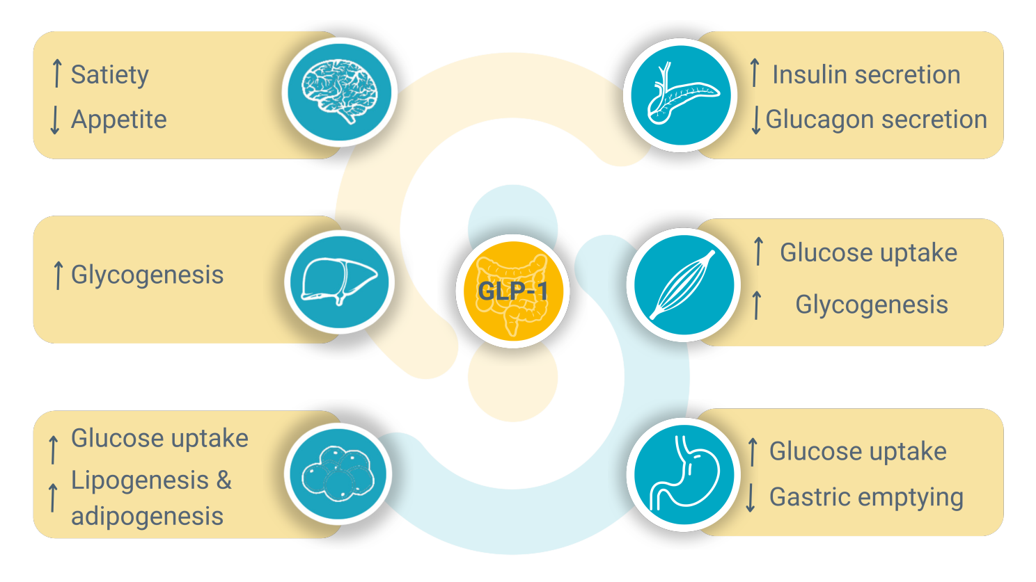 What are metabolic Disorders and why are Prebiotics the preventive tool?